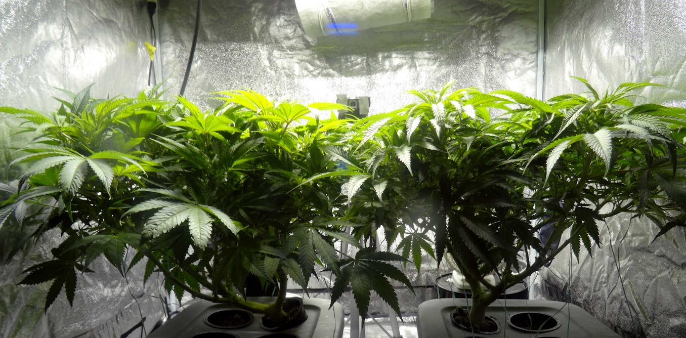ферма выращивания марихуаны