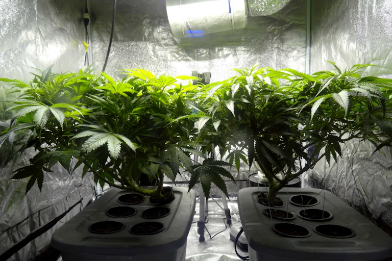 Two cannabis plants growing under a bright light.