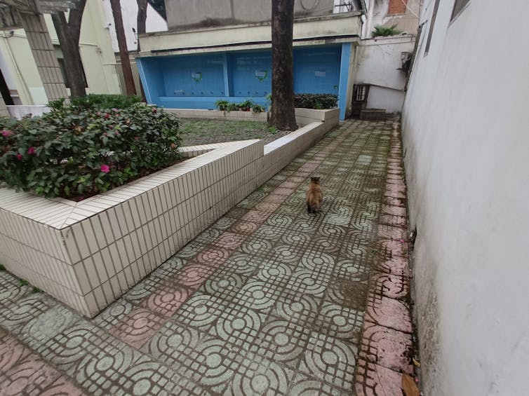 Interior courtyard of a house in Suzhou, China with tiled area surrounding a shrub.