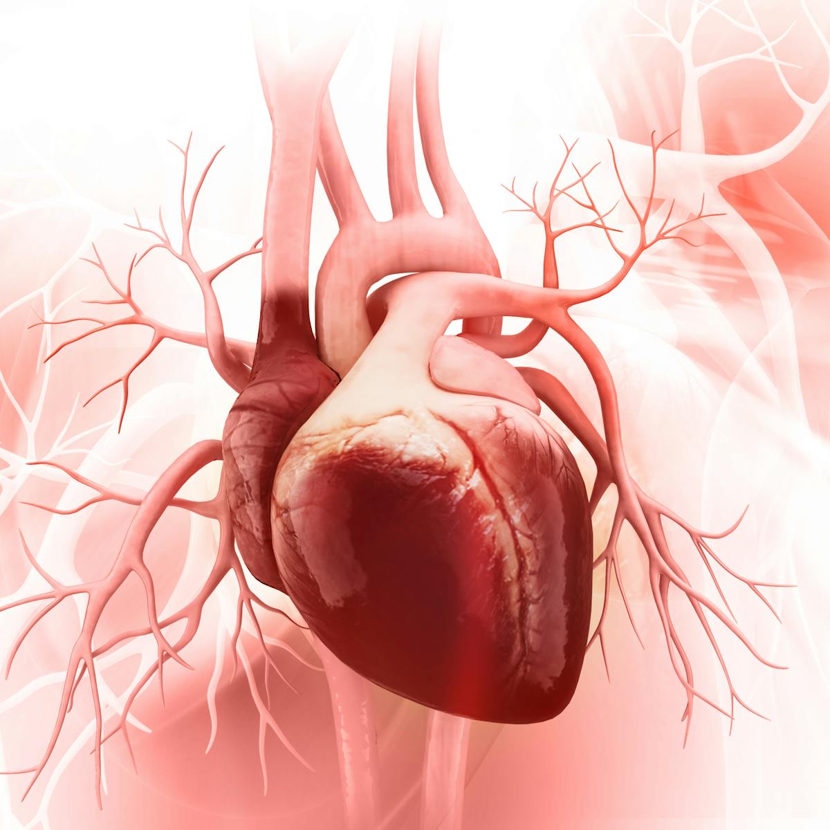 Backup' pacemaker discovery in goats could have important implications for human hearts Backup' pacemaker discovery in goats could have important implications for human hearts