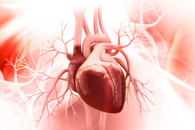 A detailed 3D rendering of the human heart.