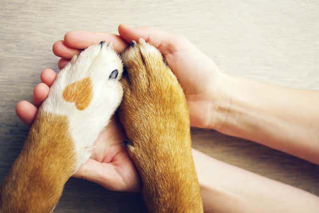 Person holding dog's paws.