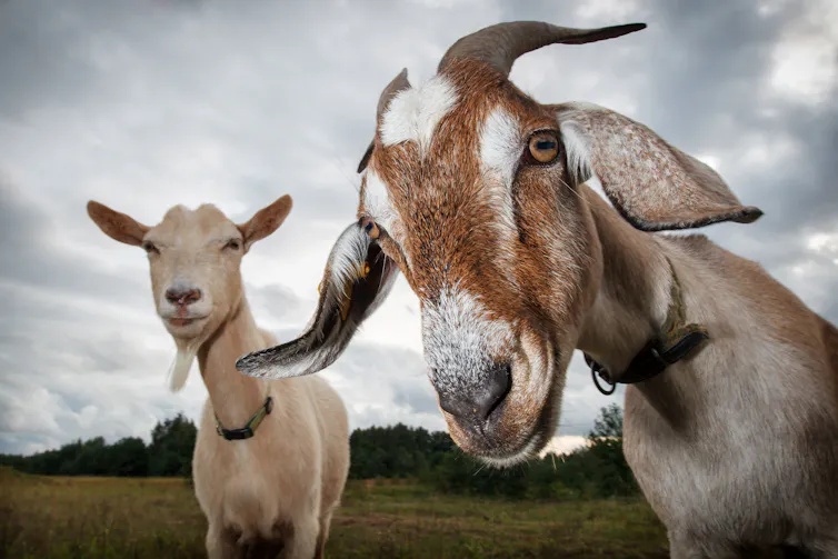 Two goats in a field.