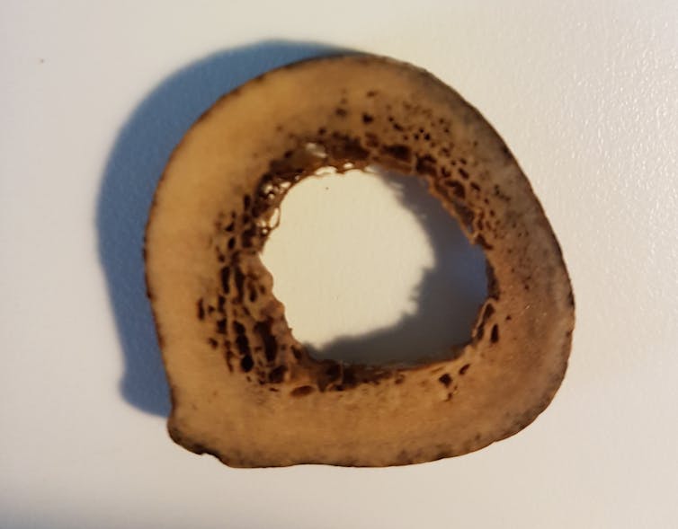 A ring of bone, hollow in the middle