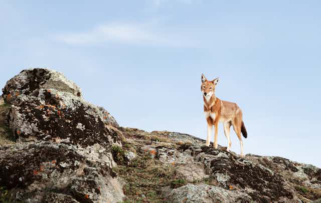 An Ethiopian wolf stands on a rock outcrop