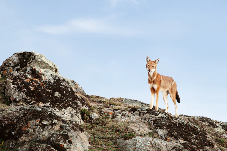 An Ethiopian wolf stands on a rock outcrop