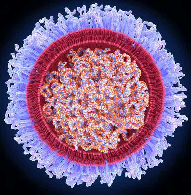 Strands of mRNA inside a lipid shell like in mRNA vaccines