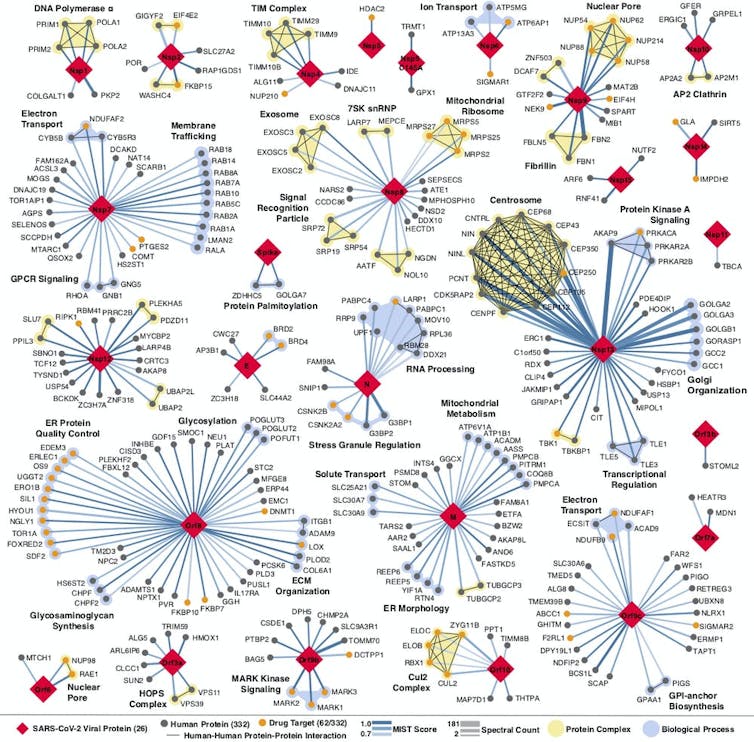 A map showing proteins connections.