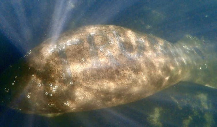The manatee with 'TRUMP' scraped into its back.