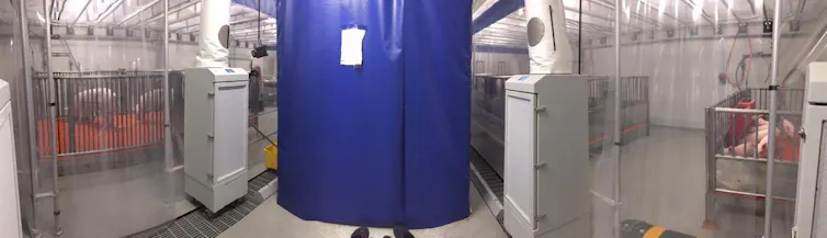 An indoor space housing pigs, with specialize air vents and plastic sheeting.