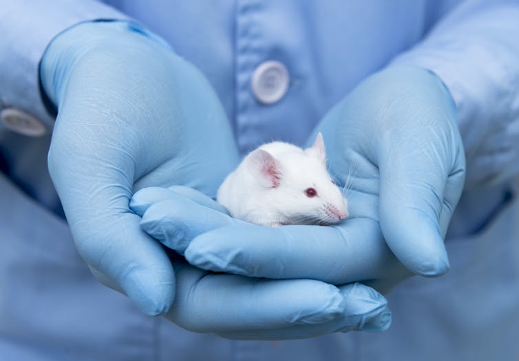 A lab worker wearing blue gloves holds a white mouse.