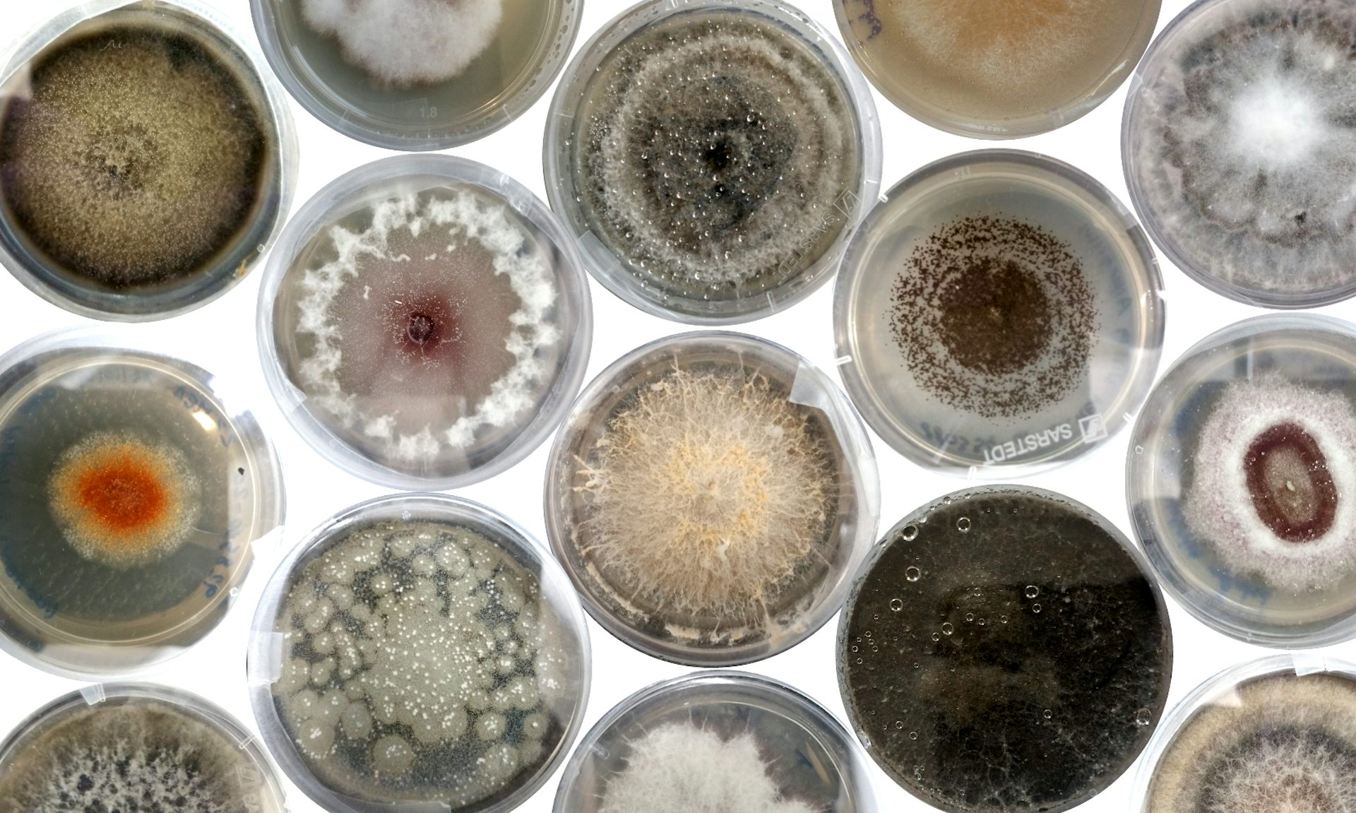 How we discovered a hidden world of fungi inside the world s