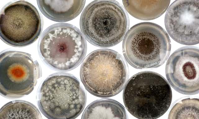 Series of petri dishes containing colourful cultures of fungi.