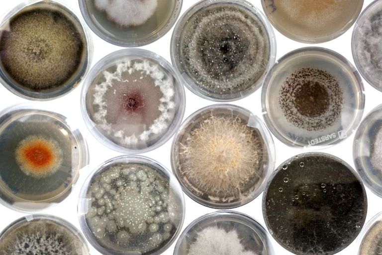 Series of petri dishes containing colourful cultures of fungi.
