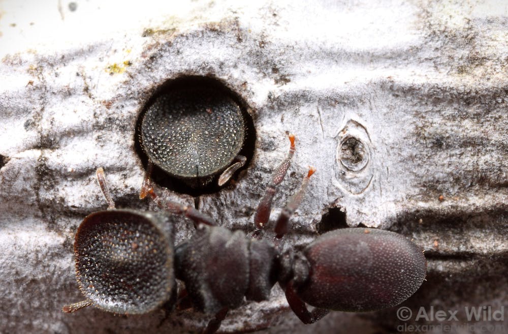 Even Among Ants Size Matters More Than Shape