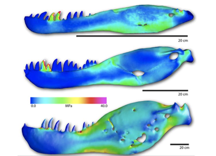 Three scans of _T. rex_ lower jaws.