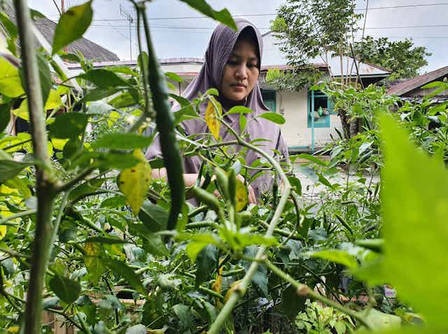 Migrant woman tends to garden
