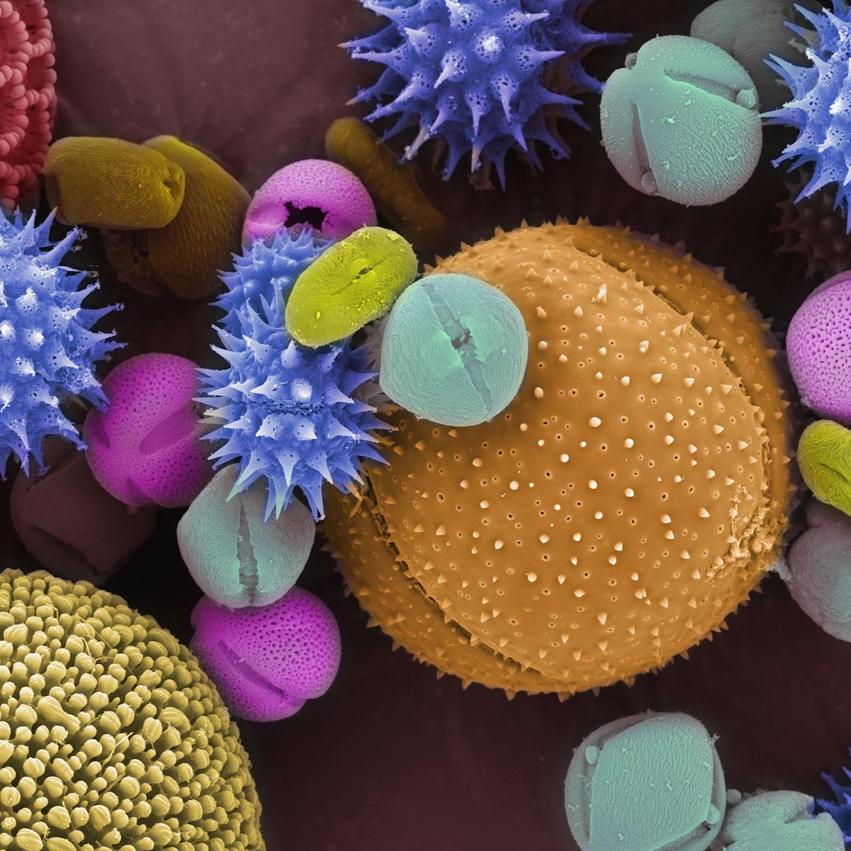 Pollen Can Raise Your Risk Of Covid 19 And The Season Is Getting Longer Thanks To Climate Change Pollen Can Raise Your Risk Of Covid 19 And The Season Is Getting Longer Thanks To Climate Change