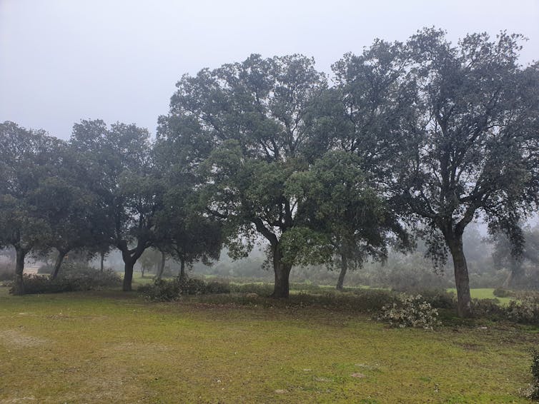 El papel de los bosques como sumideros de carbono 20 file 20210309 23 9gxmcv.jpg?ixlib=rb 1.1