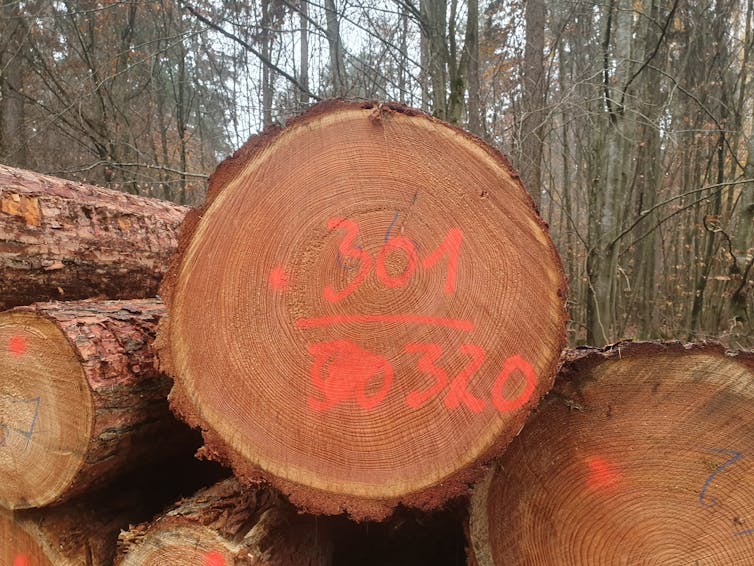 El papel de los bosques como sumideros de carbono 24 file 20210309 17 zjkeht.jpg?ixlib=rb 1.1