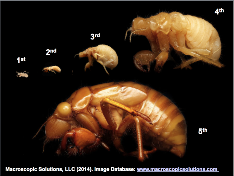 Five nymphal stages of cicada development.