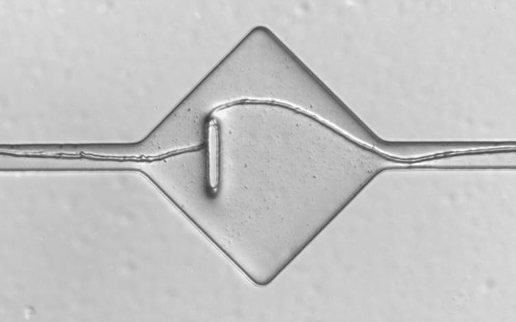 A silver surface traversed by a line that is a fungal hyphae