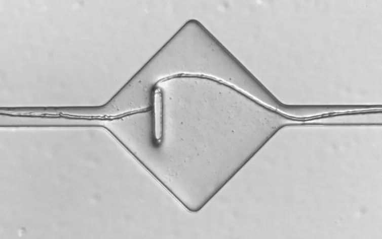 A silver surface traversed by a line that is a fungal hyphae