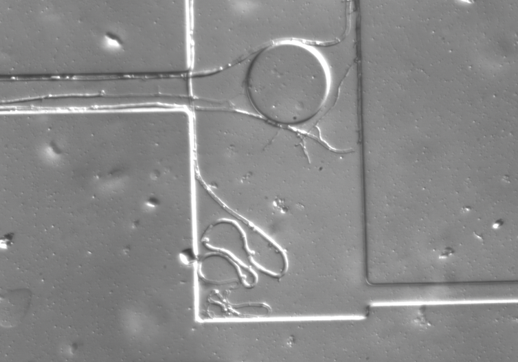 A silver surface upon which a line is meandering into a corner