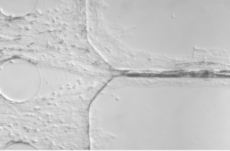 A mess of lines on a silver background