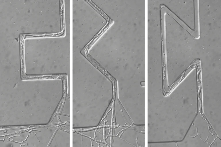 Three different courses showing how fungi navigate through soil