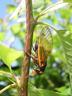 Female cicada depositing eggs on a branch.