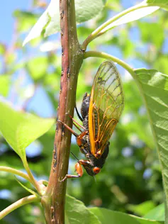 Female cicada depositing eggs on a branch.