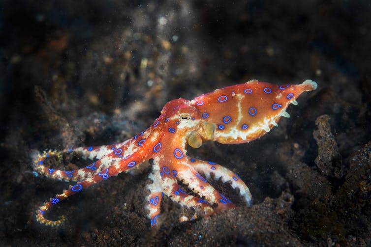 An orange octopus with vibrant blue circles