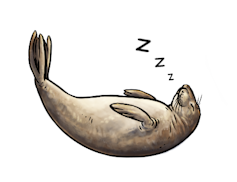 A seal floating asleep.