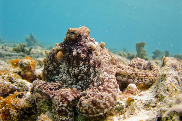 Octopus camoflaging with coral