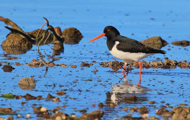 A South Island pied oystercatcher wading in water