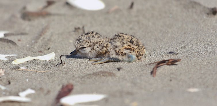 A newly hatched banded dotterel