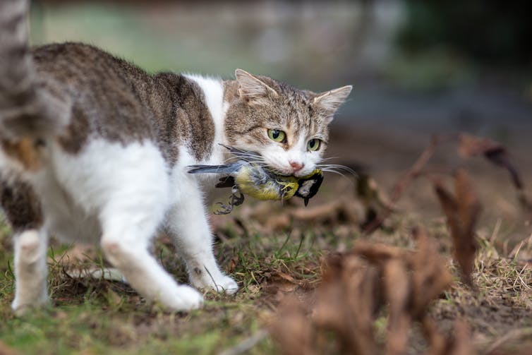 Cat with bird in mouth