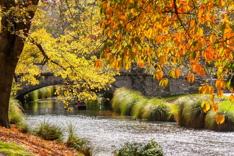 Tree overhanging an urban stream