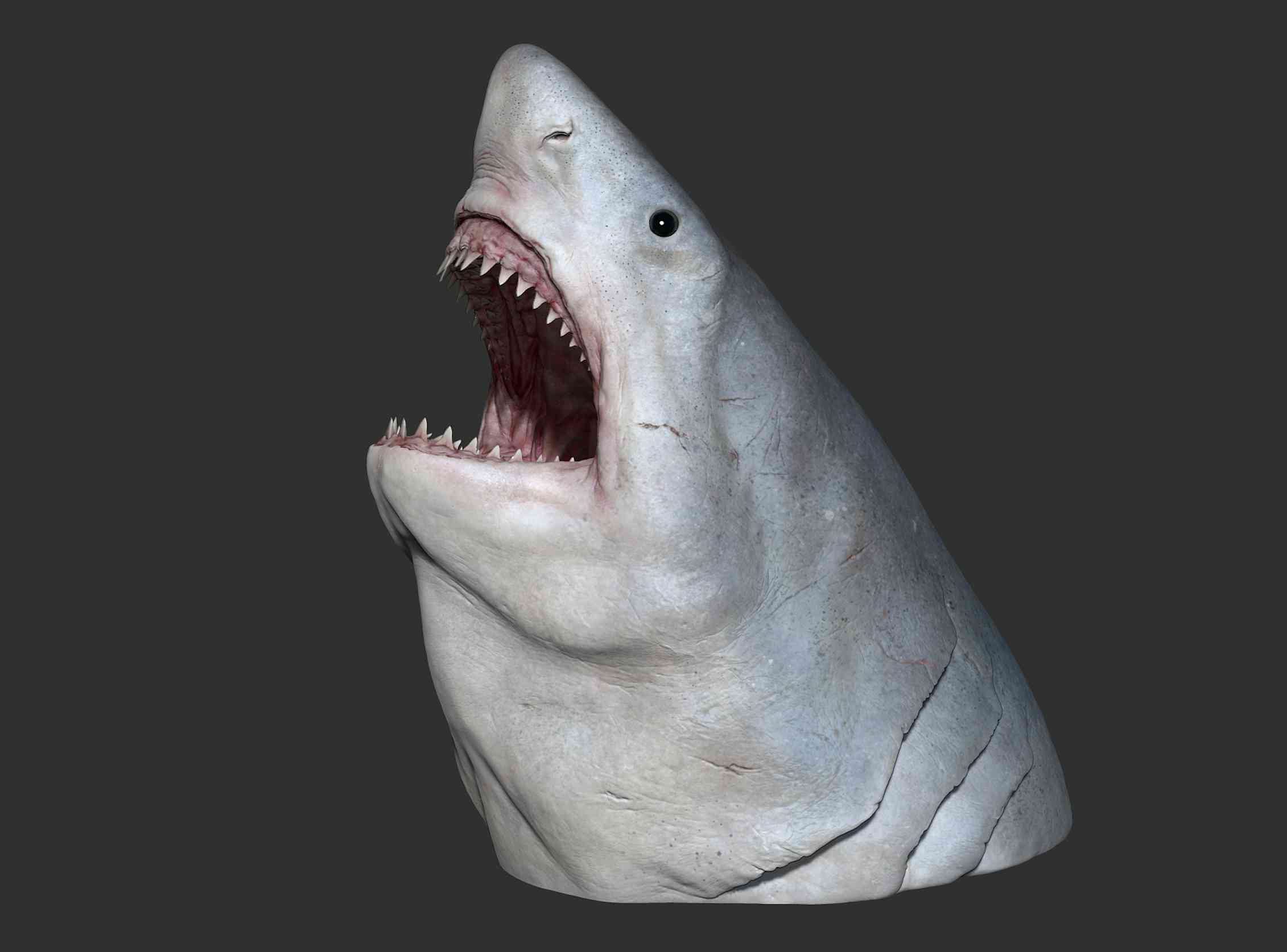 Making a megalodon: the evolving science behind estimating the size of