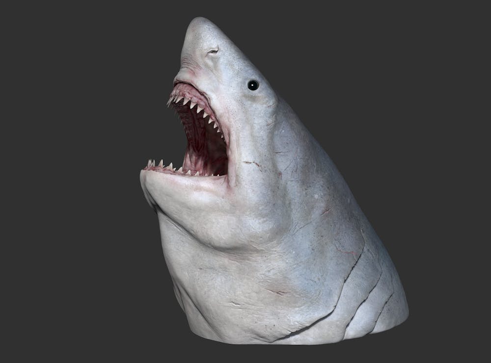 Making a megalodon: the evolving science behind estimating the size of