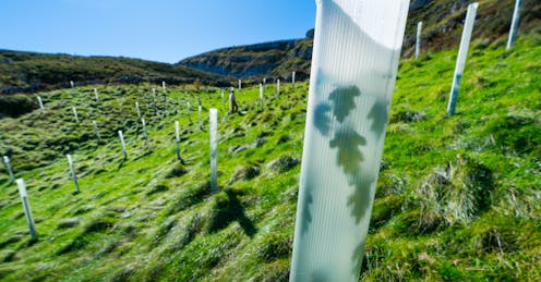 El papel de los bosques como sumideros de carbono 19 file 20210310 17 14lku10.jpg?ixlib=rb 1.1