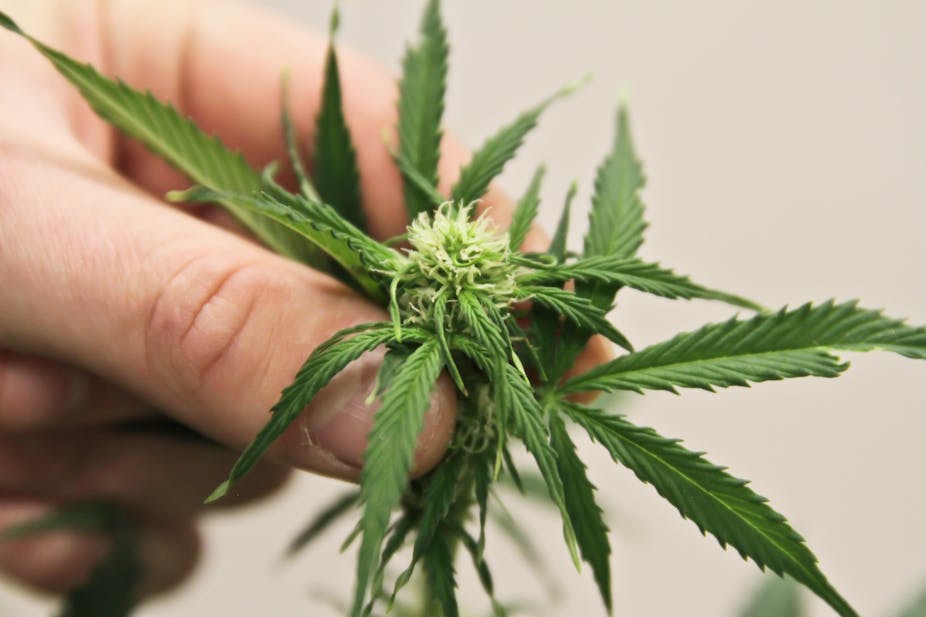 Someone handling a cannabis plant