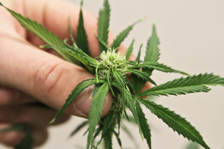 Someone handling a cannabis plant