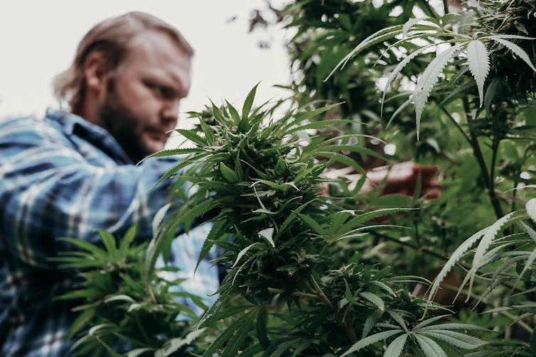Man cultivating cannabis