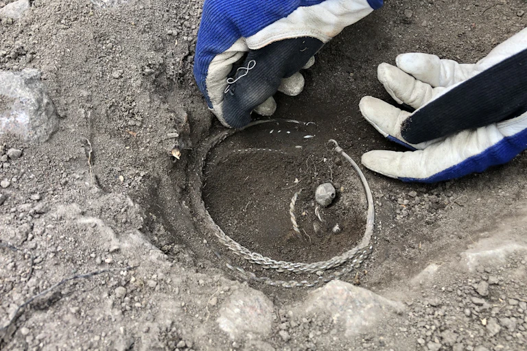 Silver objects in ground being removed by gloved hands.