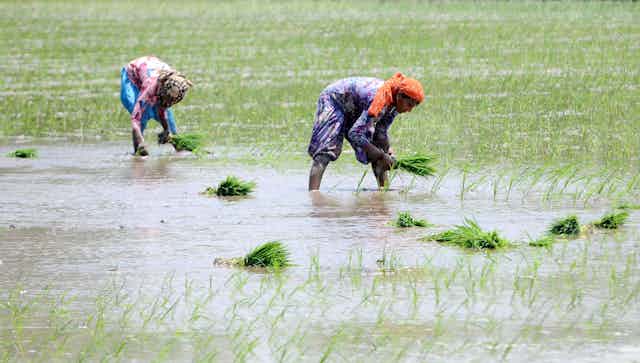 Two women wearing bright clothes in a wet paddy plant small green plants