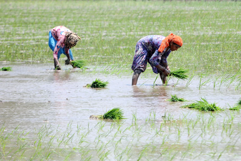 Two women wearing bright clothes in a wet paddy plant small green plants