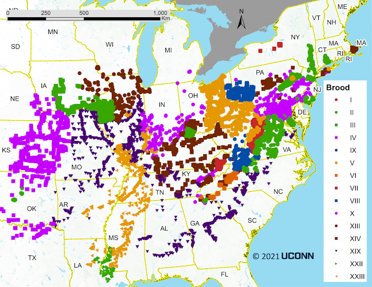 Map of periodical cicada brood locations.