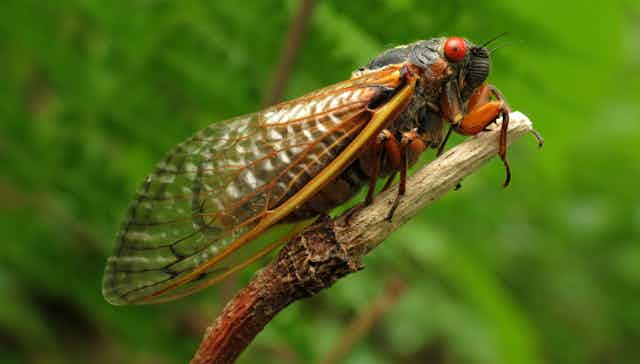 Adult cicada on branch.